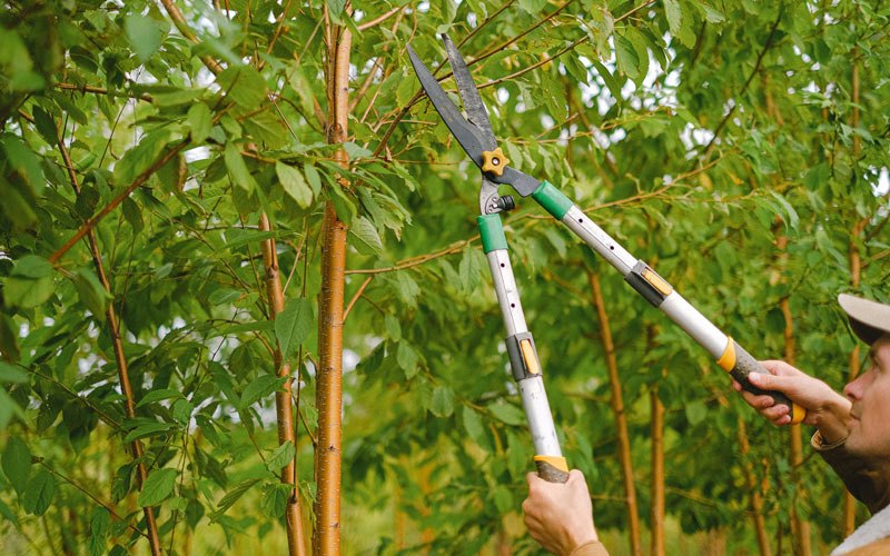 Tree trimming in Youngsville, NC